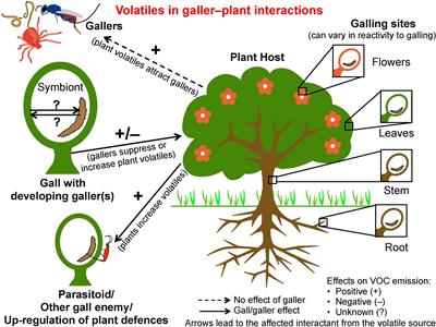 The Galling Truth: Limited Knowledge of Gall-Associated Volatiles in Multitrophic Interactions